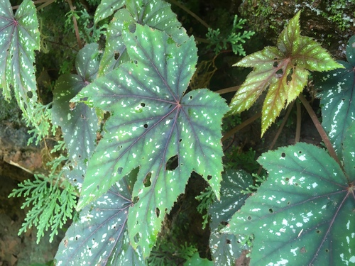 Begonia wollnyi, photograph 1