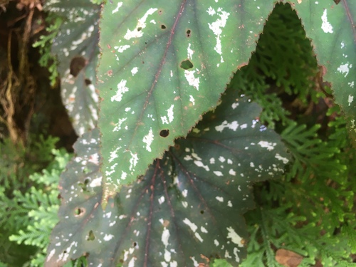 Begonia wollnyi, photograph 2