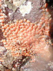 Metandrocarpa