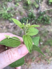 Ceanothus americanus americanus