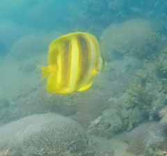 Chaetodon rainfordi