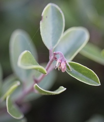 Arctostaphylos franciscana