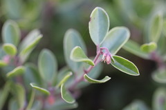 Arctostaphylos franciscana