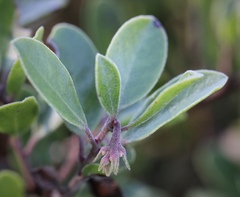 Arctostaphylos franciscana