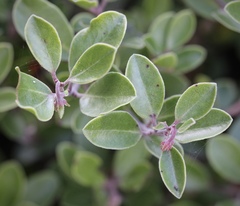 Arctostaphylos franciscana
