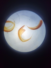 Scorpidium revolvens