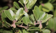 Arctostaphylos franciscana