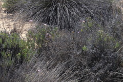 Oxalis hirta tubiflora