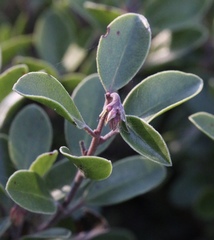 Arctostaphylos franciscana