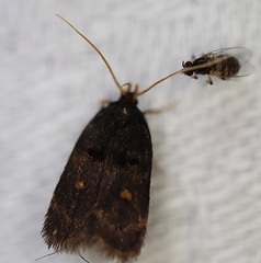 Cophomantella lychnocentra