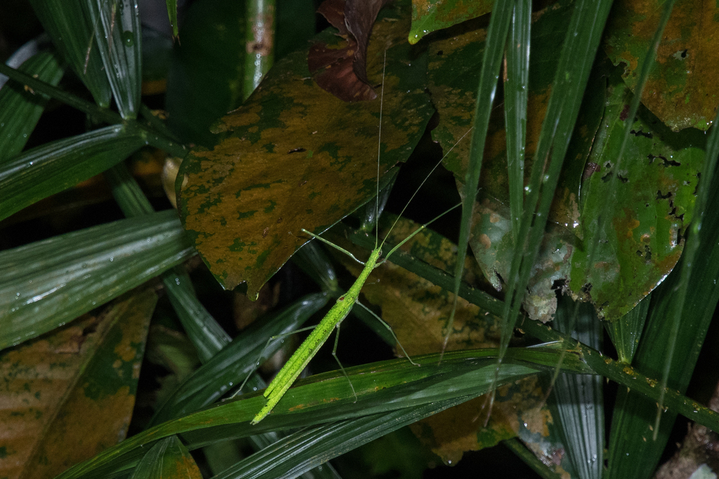 Necroscia confusa