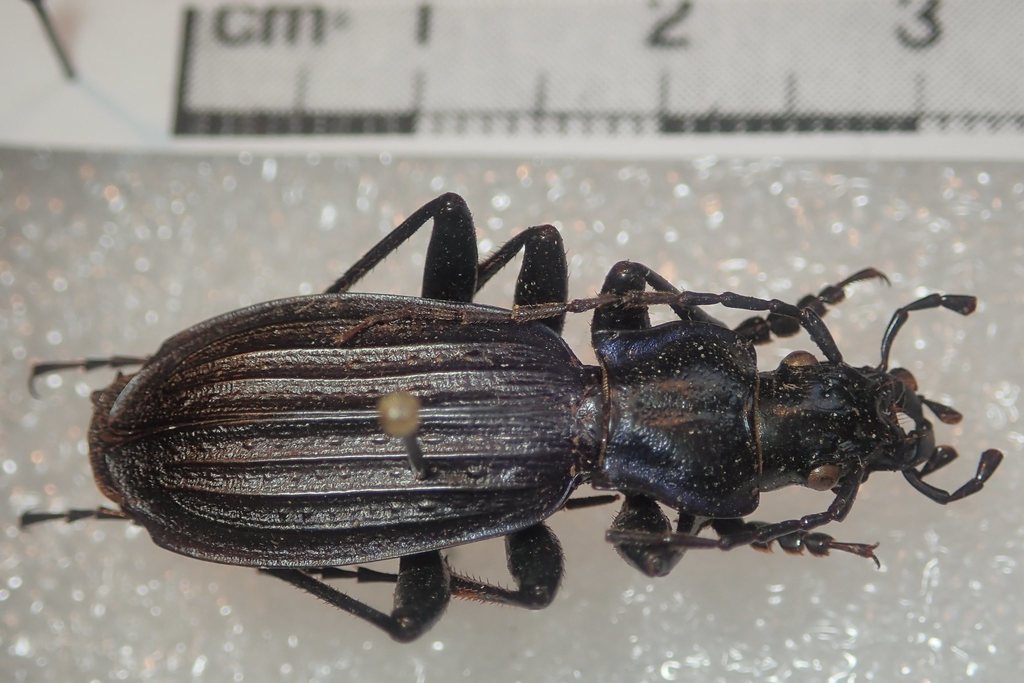 Carabus reitteri