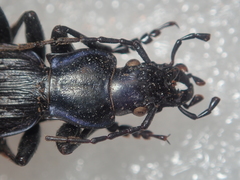 Carabus reitteri