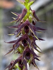 Genoplesium filiforme