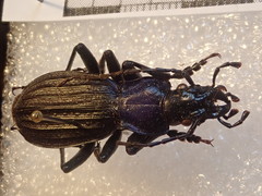 Carabus reitteri