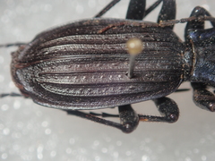 Carabus reitteri