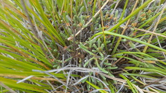 Kelleria dieffenbachii