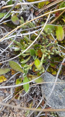 Kelleria dieffenbachii