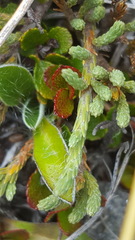 Kelleria dieffenbachii