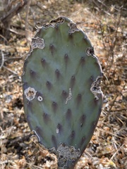 Opuntia bravoana