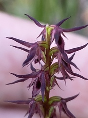 Genoplesium filiforme