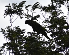 Amazona arausiaca