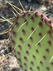 Opuntia caboensis