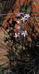 Oxalis hirta tubiflora
