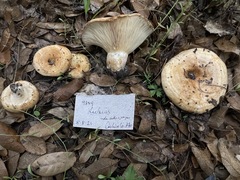 Lactarius zonarius