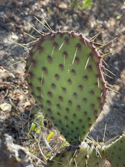 Opuntia caboensis