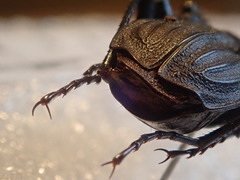 Carabus reitteri