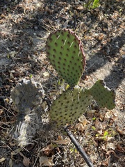 Opuntia caboensis