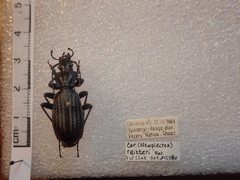 Carabus reitteri