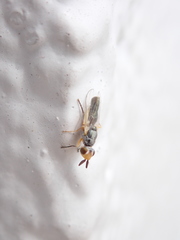 Microepicausta wirthi