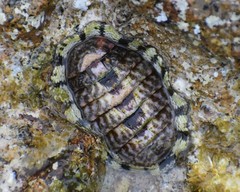 Chiton marmoratus