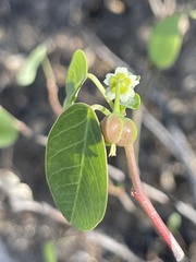 Euphorbia hindsiana
