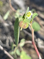 Euphorbia hindsiana