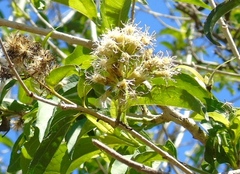 Koanophyllon albicaule