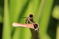 Phalerimeris phalerata