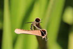 Phalerimeris phalerata