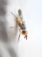 Microepicausta wirthi