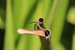 Phalerimeris phalerata