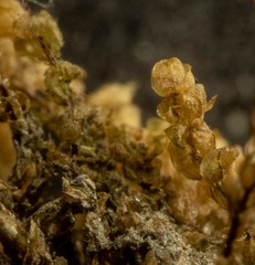 Bryum calobryoides