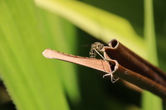 Phalerimeris phalerata