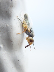 Microepicausta wirthi