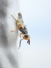 Microepicausta wirthi