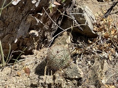 Mammillaria petrophila petrophila