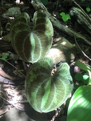 Dioscorea dodecaneura