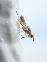 Microepicausta wirthi