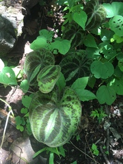 Dioscorea dodecaneura